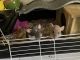Dumbo Ear Rat Rodents for sale in Clovis, CA, USA. price: NA