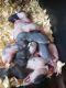 Dumbo Ear Rat Rodents for sale in Fullerton, CA, USA. price: NA