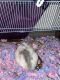 Dumbo Ear Rat Rodents for sale in Waterford, VT 05819, USA. price: NA