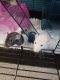 Dumbo Ear Rat Rodents for sale in Menifee, CA, USA. price: $150