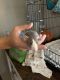 Dumbo Ear Rat Rodents for sale in Henderson, NV, USA. price: $5