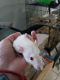 Dumbo Ear Rat Rodents