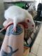 Dumbo Ear Rat Rodents for sale in Lake County, FL, USA. price: $12