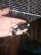 Dumbo Ear Rat Rodents for sale in Stillwater, OK, USA. price: $10