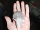 Dumbo Ear Rat Rodents for sale in Stillwater, OK, USA. price: $30