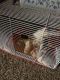 Dumbo Ear Rat Rodents for sale in Niceville, FL, USA. price: NA