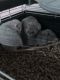 Dumbo Ear Rat Rodents for sale in Amston, Hebron, CT 06231, USA. price: $25