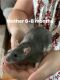 Dumbo Ear Rat Rodents for sale in Batesville, Indiana. price: $5