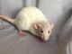 Dumbo Ear Rat Rodents for sale in New Haven, CT 06513, USA. price: NA