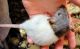 Dumbo Ear Rat Rodents for sale in Andover, MN 55304, USA. price: NA