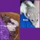 Dumbo Ear Rat Rodents for sale in West Jefferson, NC 28694, USA. price: NA