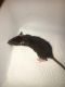 Dumbo Ear Rat Rodents for sale in Atlanta, GA, USA. price: $5