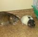 Dumbo Ear Rat Rodents for sale in Ortonville, MI 48462, USA. price: NA