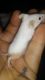 Dumbo Ear Rat Rodents for sale in Woodbridge, VA 22191, USA. price: NA
