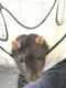 Dumbo Ear Rat Rodents for sale in Miami, FL, USA. price: $50