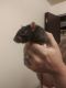 Dumbo Ear Rat Rodents