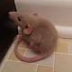 Dumbo Ear Rat Rodents for sale in Pearisburg, VA 24134, USA. price: NA