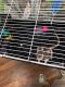 Dumbo Ear Rat Rodents for sale in 5161 E Tangelo Ln, Inverness, FL 34453, USA. price: NA