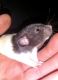 Dumbo Ear Rat Rodents for sale in West Monroe, LA, USA. price: NA