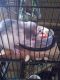 Dumbo Ear Rat Rodents for sale in Wadsworth, OH 44281, USA. price: $75