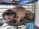 Dumbo Ear Rat Rodents for sale in Doylestown, PA 18901, USA. price: NA