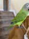 Dusky Conure Birds for sale in Fort Myers, FL, USA. price: $700