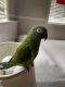 Dusky Conure Birds for sale in Orange County, CA, USA. price: $700