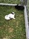 Dutch rabbit Rabbits for sale in Schuylkill Haven, PA 17972, USA. price: NA