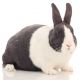 Dutch rabbit Rabbits for sale in Woodbridge, VA 22191, USA. price: NA