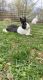 Dutch rabbit Rabbits for sale in Freedom, PA, USA. price: NA