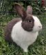 Dutch rabbit Rabbits for sale in Indianapolis, IN 46214, USA. price: NA