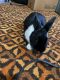 Dutch rabbit Rabbits for sale in Sioux City, IA, USA. price: NA