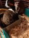 Dutch rabbit Rabbits for sale in Ironton, OH, USA. price: NA