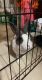 Dutch rabbit Rabbits for sale in Highland, CA, USA. price: NA
