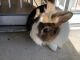 Dutch rabbit Rabbits for sale in Irving, TX, USA. price: $100