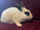Dutch rabbit Rabbits for sale in Elk Grove, CA, USA. price: $15