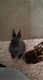 Dutch rabbit Rabbits for sale in Victor, NY 14564, USA. price: $45