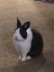 Dutch rabbit Rabbits for sale in Beaver Falls, PA 15010, USA. price: $5