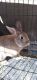 Dutch rabbit Rabbits for sale in Los Angeles, CA, USA. price: $40