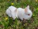 Dutch rabbit Rabbits