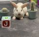 Dutch rabbit Rabbits for sale in Pine Hills, FL, USA. price: $35