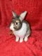 Dutch rabbit Rabbits for sale in Charlotte, NC, USA. price: NA