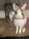 Dutch rabbit Rabbits for sale in 2870 Camulos Pl, Los Angeles, CA 90023, USA. price: NA