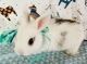 Dutch rabbit Rabbits for sale in Anaheim Hills, Anaheim, CA, USA. price: $55