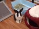 Dutch rabbit Rabbits for sale in Jacksonville, NC, USA. price: NA