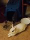 Dutch rabbit Rabbits for sale in Boston, MA, USA. price: NA
