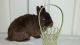 Dutch rabbit Rabbits for sale in Palm Springs, CA, USA. price: NA