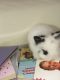 Dutch rabbit Rabbits for sale in San Gabriel, CA, USA. price: NA
