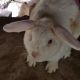 Dutch rabbit Rabbits for sale in Powder Springs, GA, USA. price: NA