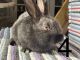 Dutch rabbit Rabbits for sale in New Kensington, PA 15068, USA. price: NA